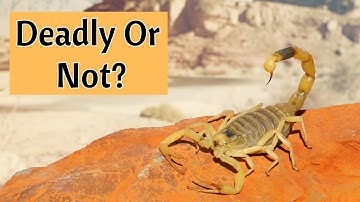 How To Know If A Scorpion Is Dangerous Or Not...