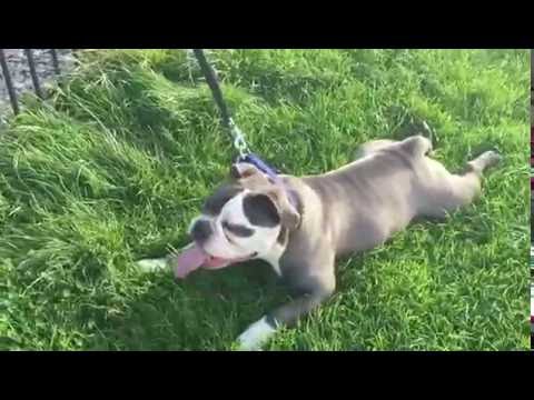 english bulldog pitbull mix for sale