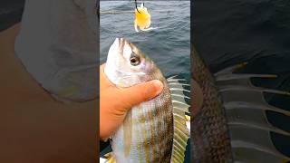 PB Pinfish Caught Offshore #shorts #pinfish
