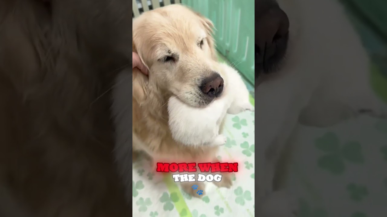 Kind Dog Surprises His Owner😊