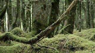 COMA-CHI feat. Josef Leimberg - Water (Kaidi Tatham Remix) (Official Video)