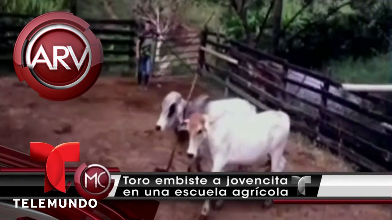 Toro embiste a jovencita en escuela agrícola de Colombia | Al Rojo Vivo | Telemundo