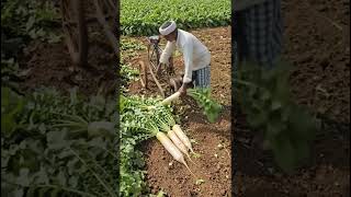 farmer ideas for mulli cutting 🍠🍠