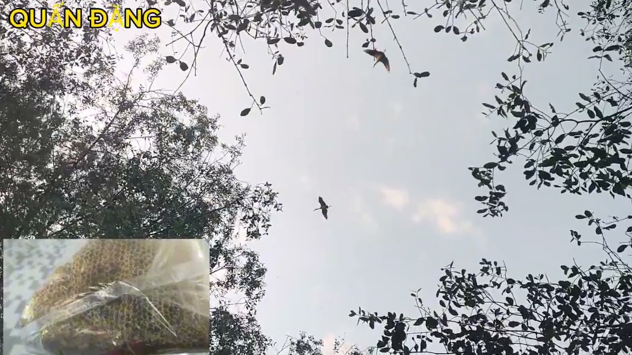 SĂN BẮT GẶP LOÀI CHIM LẠ CẦN PHẢI BẢO VỆ@