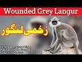 Wounded grey langoor  grey langoor rescued and released  an introduction to grey langoor