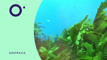 🇦🇺 Why ocean science is critical for the future #OneOceanScience