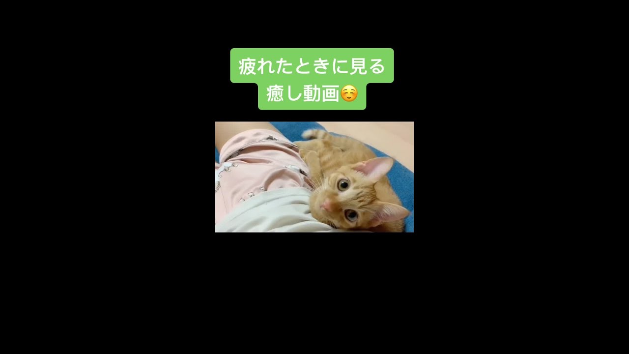 このつなぽんず本当癒しすぎて疲れたときに無限にみてます お返事猫 猫のいる生活 猫のいる暮らし うちの猫をみてくれ 再掲 Youtube このつなぽんず本当癒しすぎて疲れたときに無限にみてます お返事猫 猫のいる生活 猫のいる暮らし うちの猫をみてくれ 再掲 Youtube