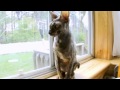 Cats 101: Cornish Rex の動画、YouTube動画。