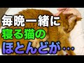 【完全版】飼い主と毎晩一緒に寝続けると猫はどうなるのか
