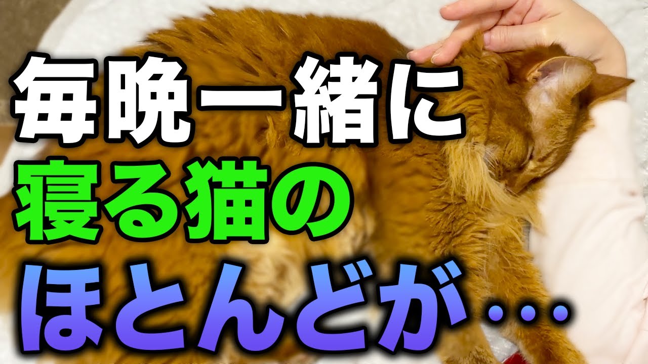 【完全版】飼い主と毎晩一緒に寝続けると猫はどうなるのか