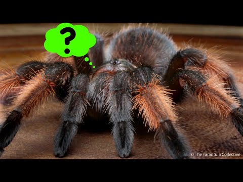 Videó: Tarantulas: Válaszok ezekre a magányos teremtményekre vonatkozó általános kérdésekre