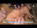 Ref:FwJMU-Z2Xt8 Le porc blanc d'ouest, le cochon breton par excellence