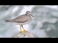 Grey Tailed Tattler