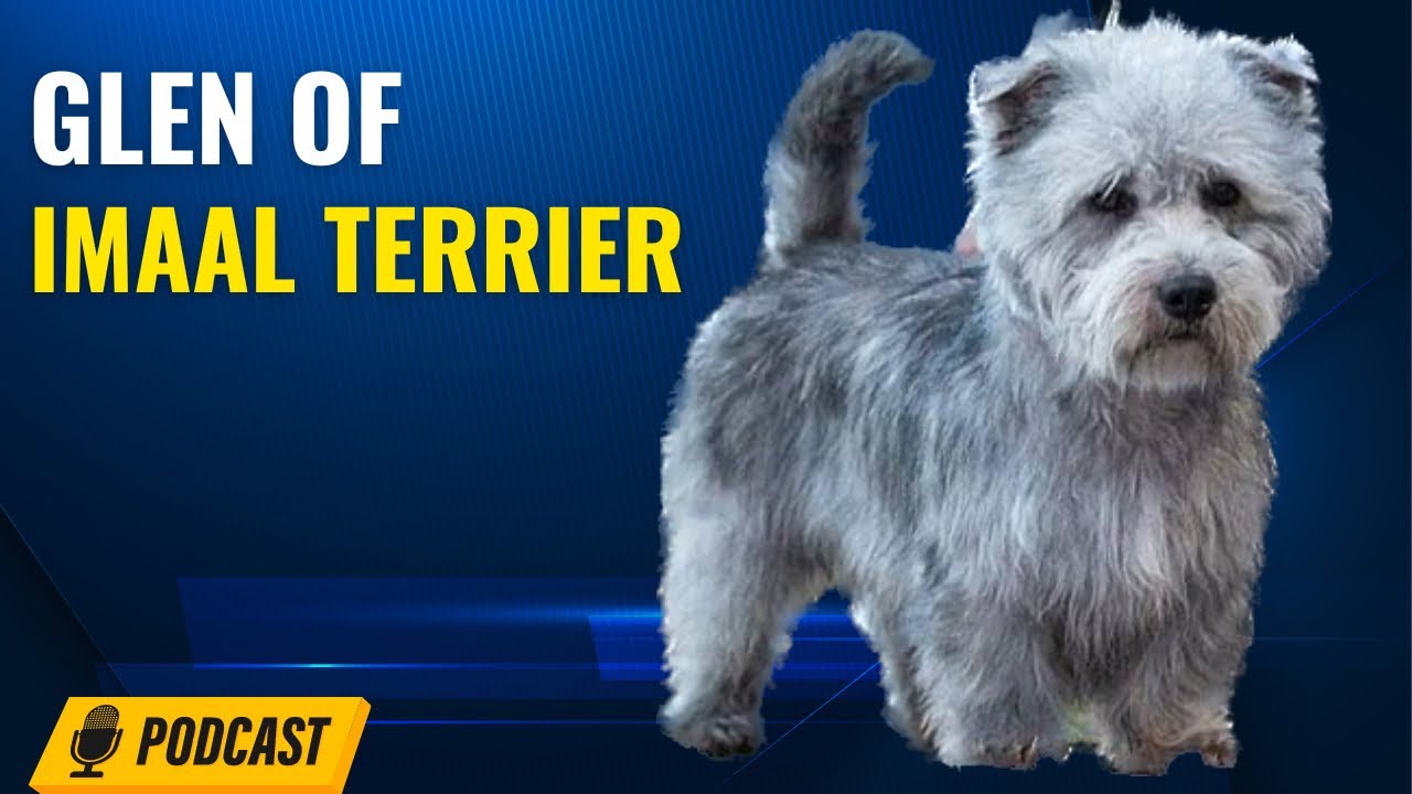 Episode 90: Glen of Imaal Terrier - Theresa Nesbitt from Abberann Glens (part 1)