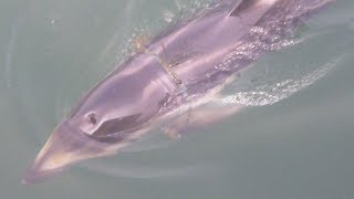 イルカの胴体にリング 海洋ごみか、北海道紋別港