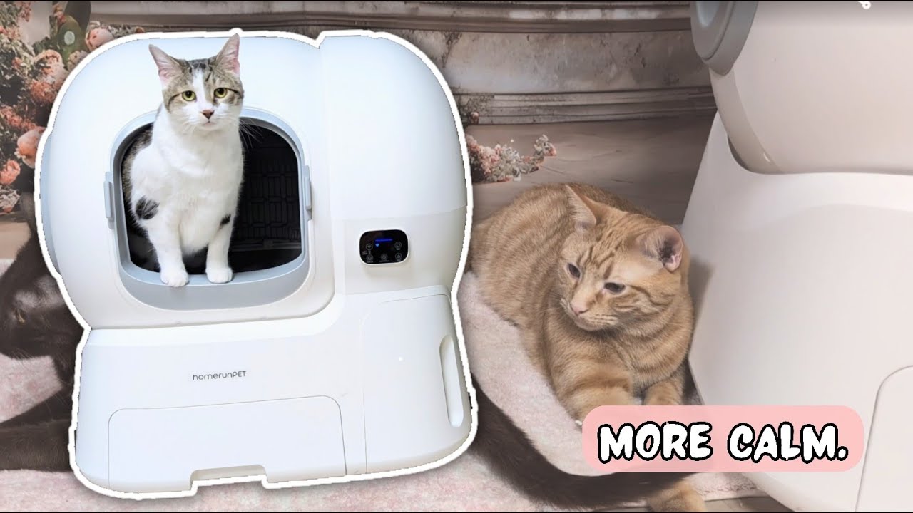 Я наконец-то нашла более спокойный лоток для кошачьего туалета | Самоочищающийся лоток для кошачь...