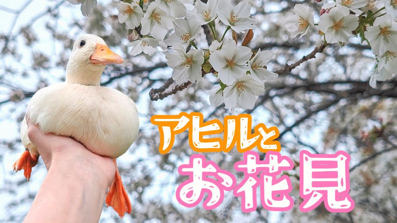 Shiratama-chan] I went to see the cherry blossoms with the ducks
