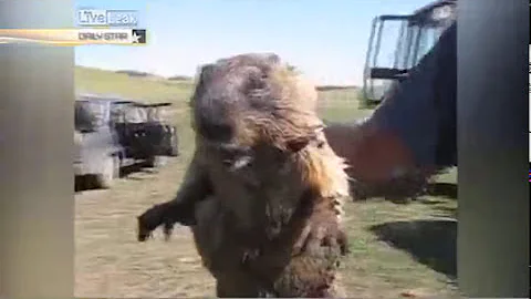А вы знали как кричит сурок?