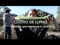 Cultivo de #Luffas! No compres más Esponjas! Mejor cultiva esta Maravilla!