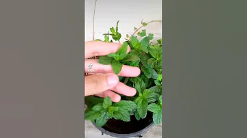 ازاي تحافظ على النعناع بتاعك 