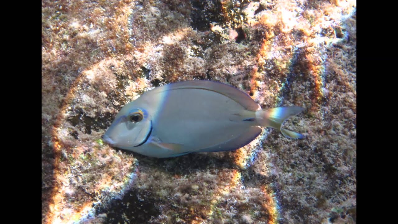 Snorkeling at Occidental Grand Xcaret YouTube