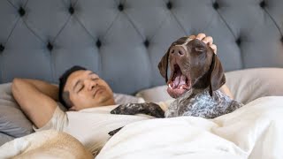 IT S A SPECIAL DAY German Shorthaired Pointer Labrador