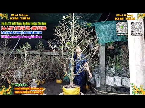 Phôi Mai Thủ Đức Giá Rẻ Bao Ship Bao Sống Toàn Quốc - Mai Vàng Kim Tiền Chợ Gạo