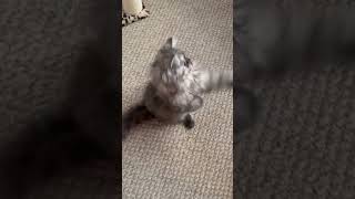 #cat #kitten #scotishcat #cuteanimals#persian #cute