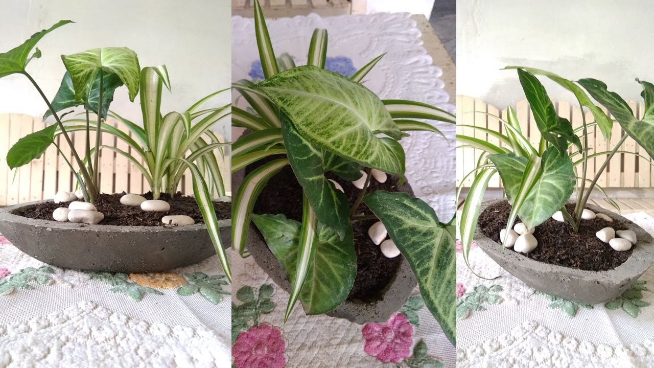 DIY Concrete Tabletop Planter for Spider Plant & Caladium - Simple