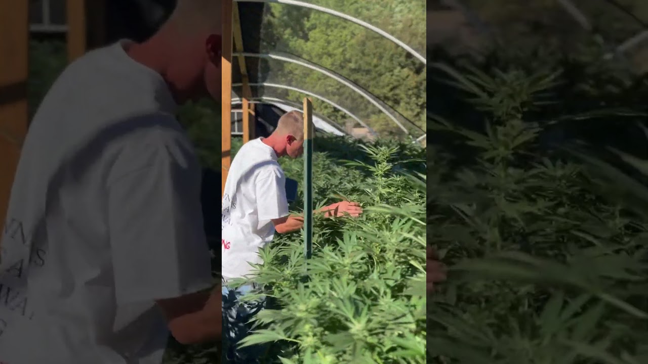 The “Headies” is half way done now!