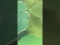 Boop! Mysti the Harbor Seal