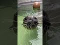 Boop! Mysti the Harbor Seal