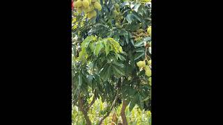 short video fruits fruits