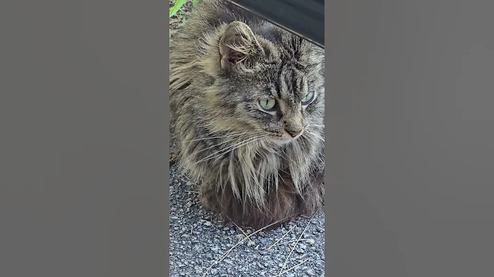 Watch the video about Wild female feral kittens Glasha live viral #core Florida 5613359459 #Russian