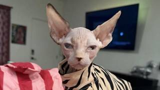 Henderson breeder investigated, buyer speaks out about dead kitten