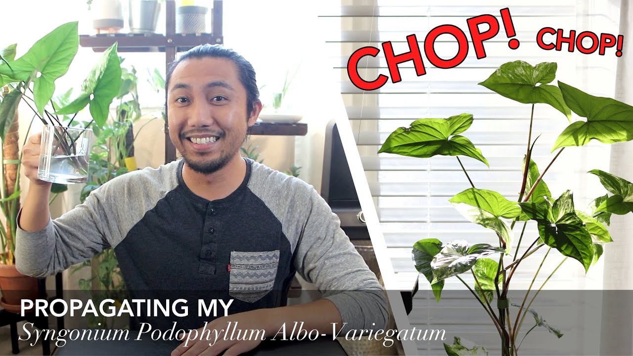 Propagating My Syngonium Podophyllum Albo Variegatum
