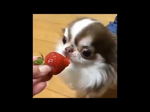 chien-qui-aboie-et-mange-de-fraise---funny-(cute)-dog