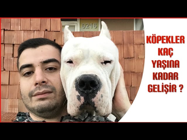 Dogo Arjantin Kopekler Kac Yasina Kadar Gelisir Youtube