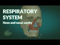 RESPIRATORY SYSTEM Nose And Nasal Cavity ANATOMY RESPIRATORY SYSTEM Nose And Nasal Cavity ANATOMY