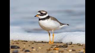 How to Identify Winter Waders