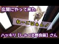 ハッキリしゃべる野良猫さん「あのごはん!うまぁ〜!」としゃべりました