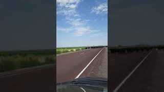 Herd Cows Middle Highway Utah