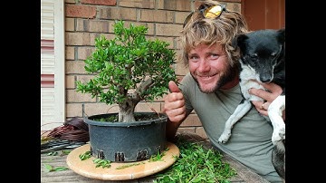 Pomegranate Bonsai trim 2018, Aussie bonsai bloke