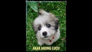 ANAK ANJING LUCU MINTA MAKAN 🤣