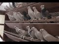 УНИКАЛЬНЫЕ БОЙНЫЕ  ГОЛУБИ В МОСКВЕ!! ПИТОМНИК МАРКА ЧАСТЬ 4 АЯ!! #pigeons# Tauben#