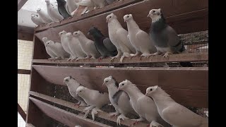 УНИКАЛЬНЫЕ БОЙНЫЕ  ГОЛУБИ В МОСКВЕ!! ПИТОМНИК МАРКА ЧАСТЬ 4 АЯ!! #pigeons# Tauben#