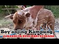 Perdanapertama boy anjing kampung mandi  di mandiin bule dari belanda 