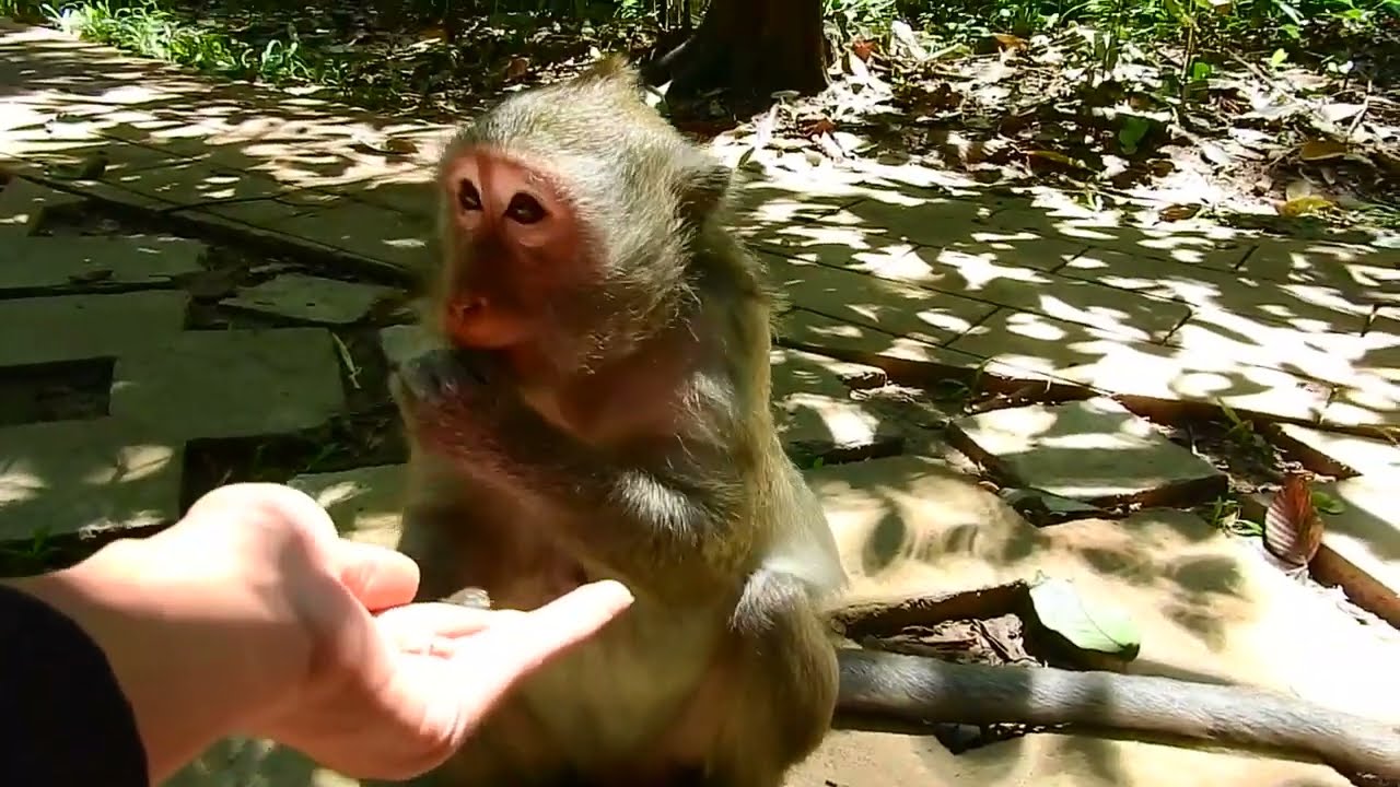 Jade Family Member  Jinx Not Leave So Far From Jade