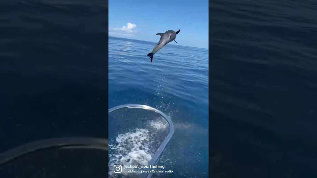 Dolphin Olympic 