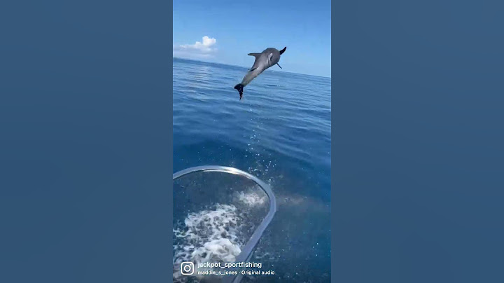 Dolphin Olympic! 💪🏅🙌